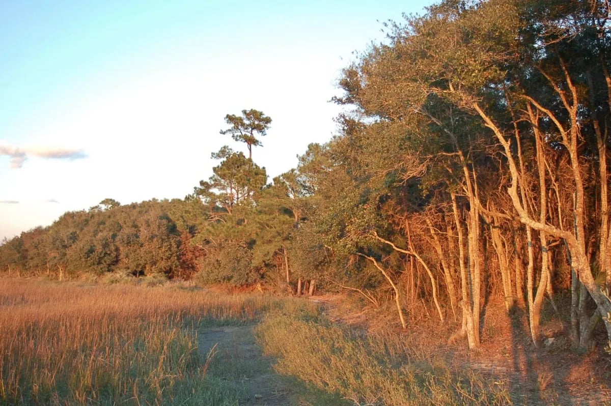 edge of a marshy wood