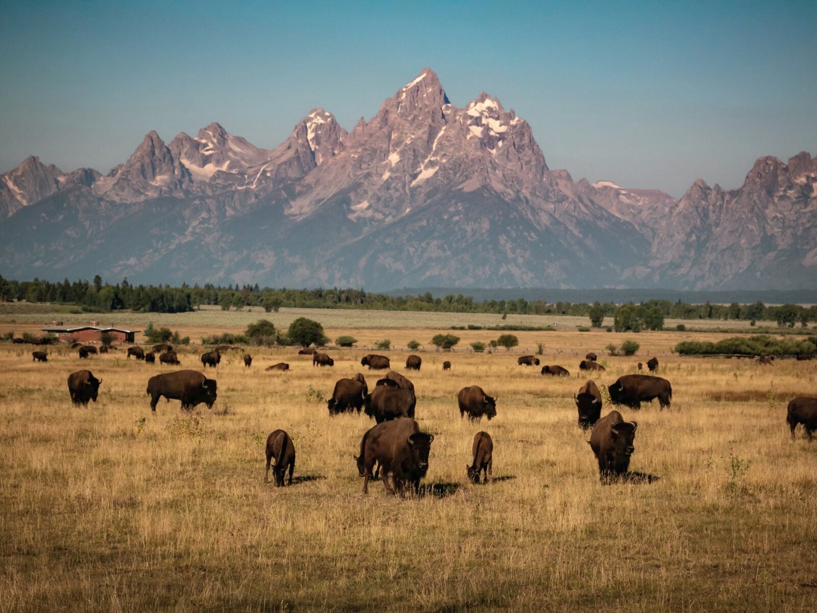 Buffalo on a prairie