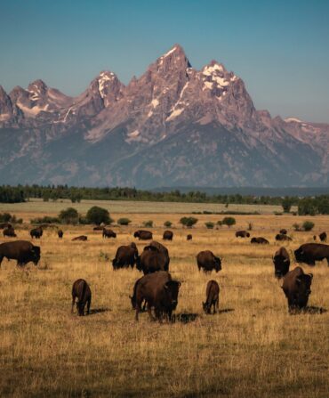 Buffalo on a prairie