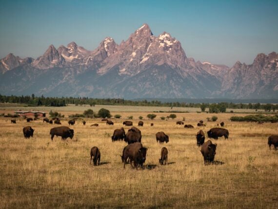 Buffalo on a prairie