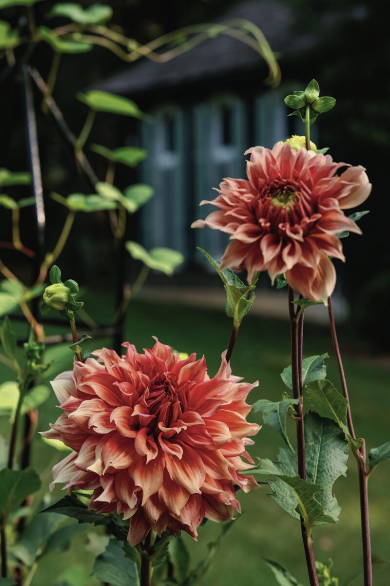 A blooming Sierra Glow dahlia
