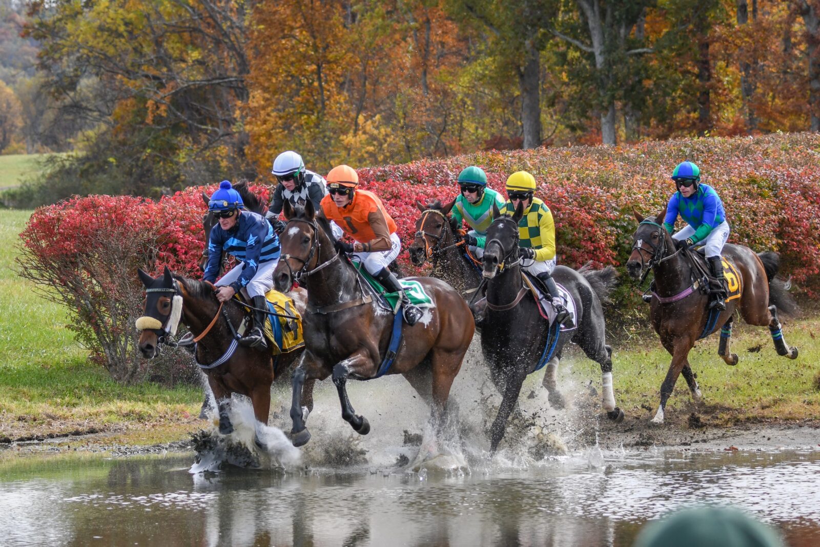 People race horses against a fall foliage backdrop