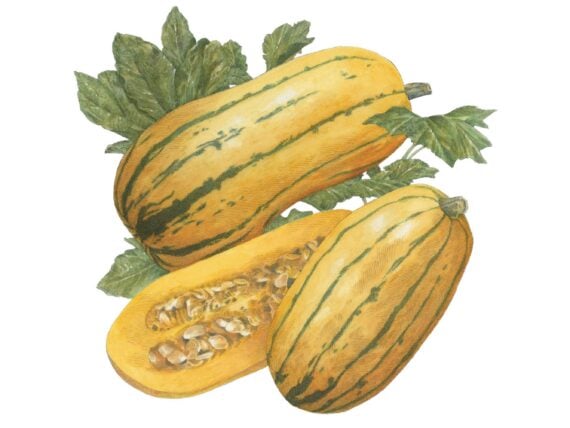 A delicata squash illustration