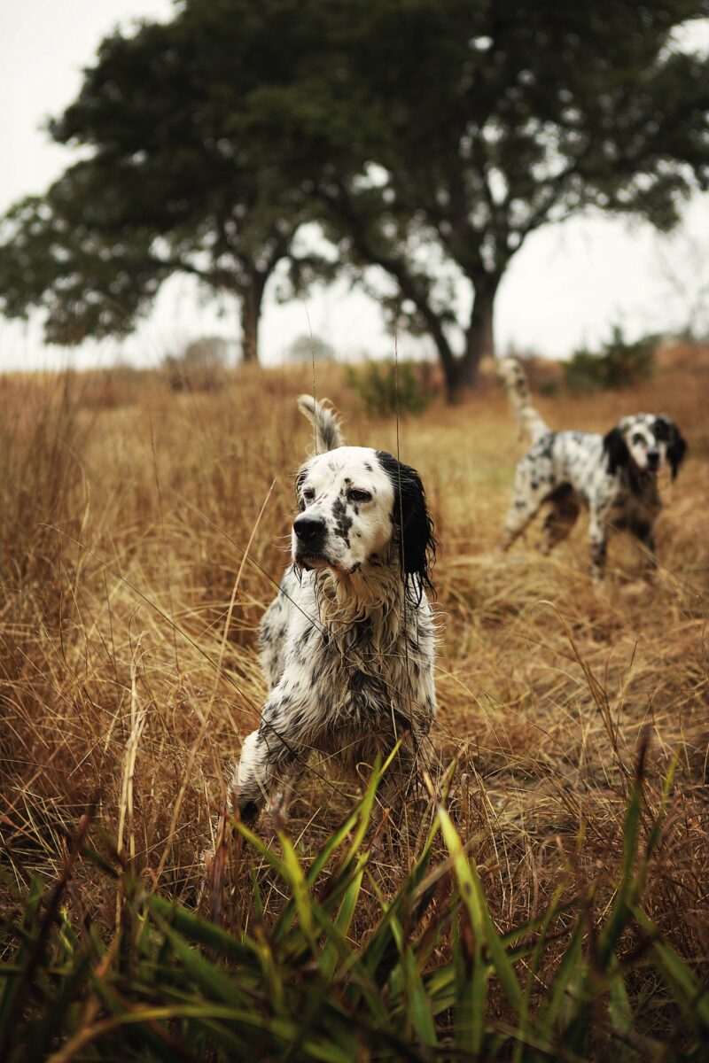 Hunting dogs in a field