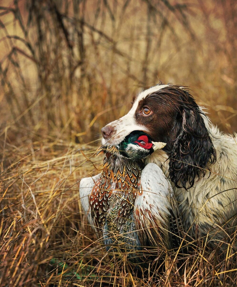 A dog with a pheasant in its mouth