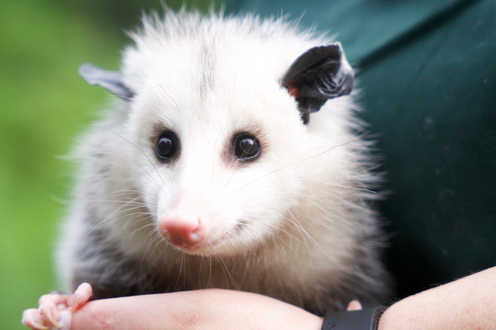 possum