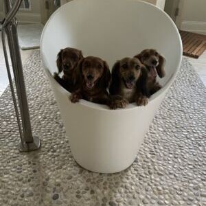 Ritzy, Reggie, Sophie and Molly