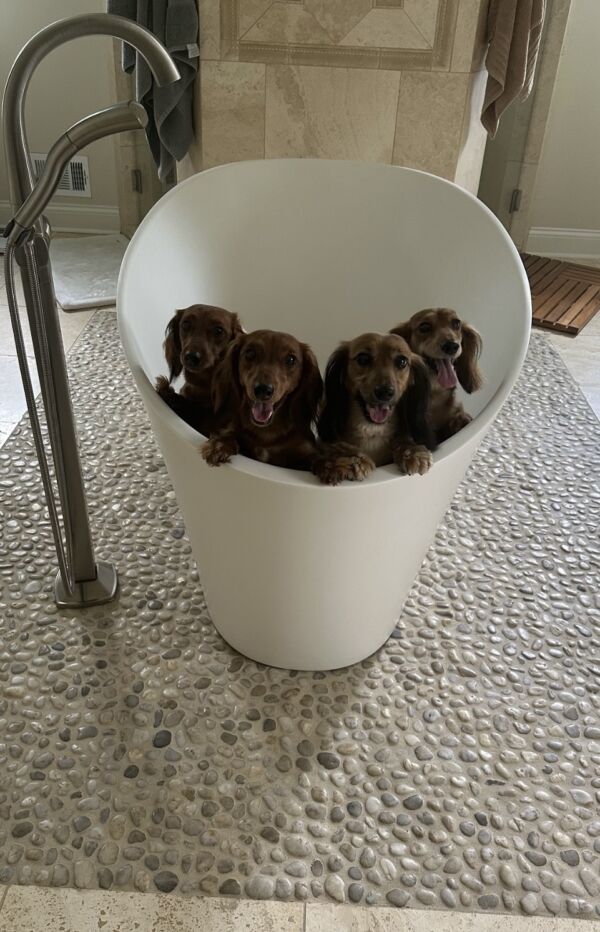 Ritzy, Reggie, Sophie and Molly
