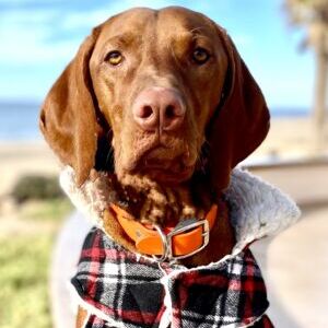Valhala Vizslas Western Winston