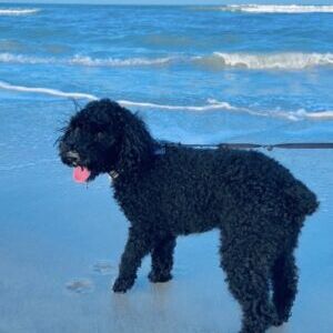 Wilber
