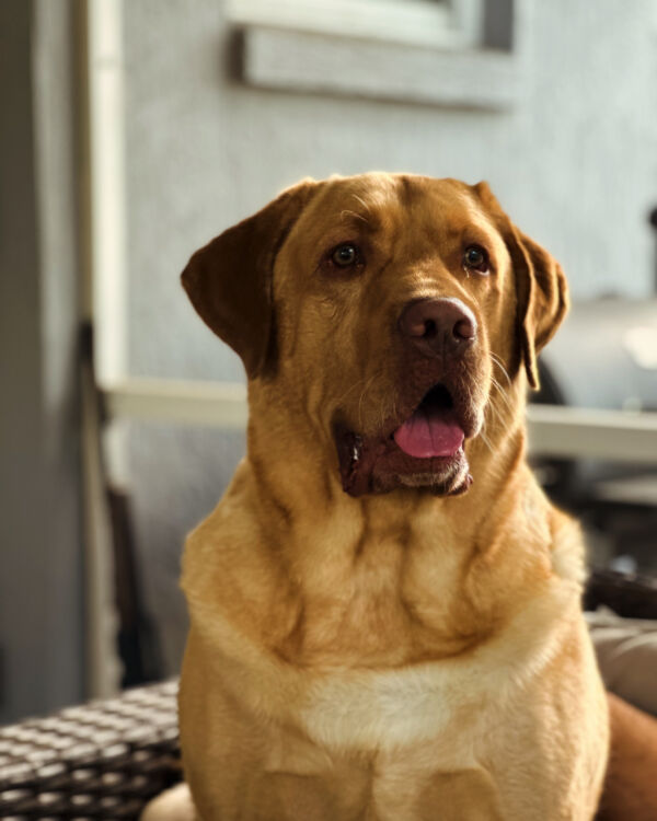 Jasper