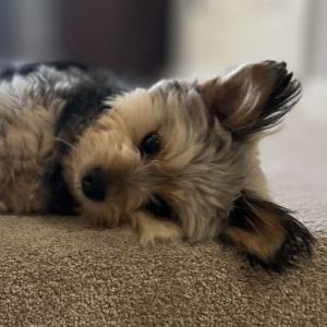 Izzy