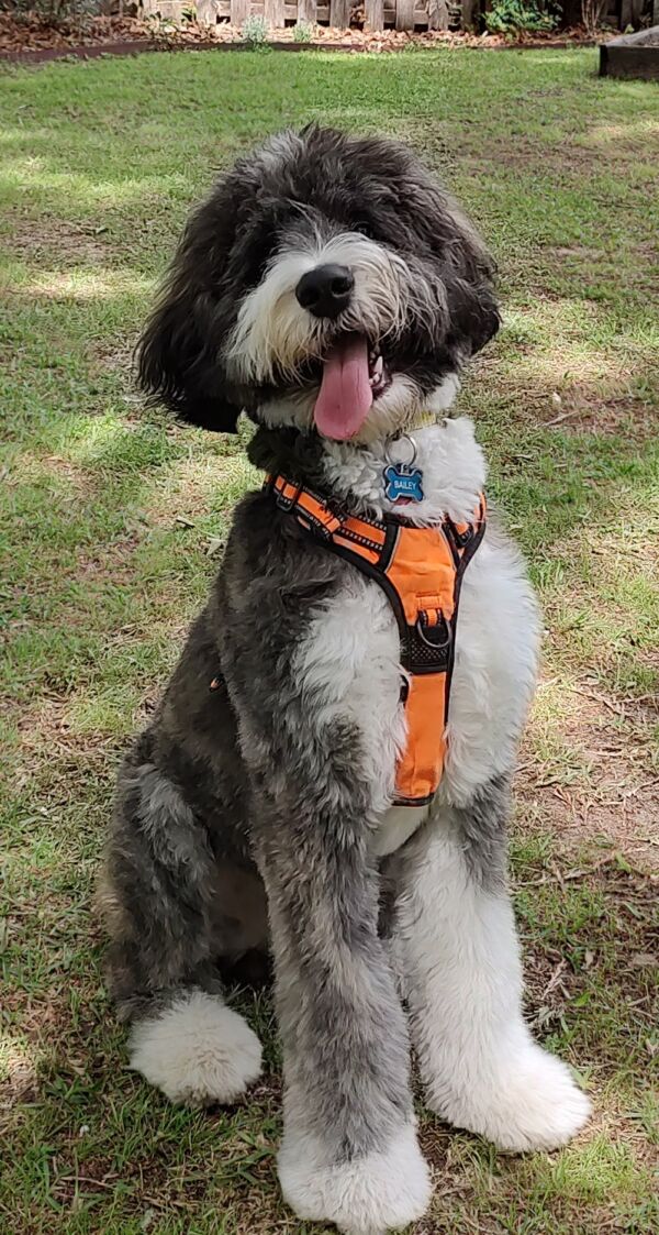 Bailey