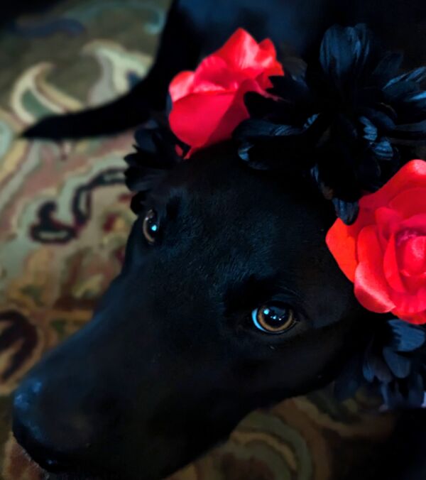 Lola Belle Mixon