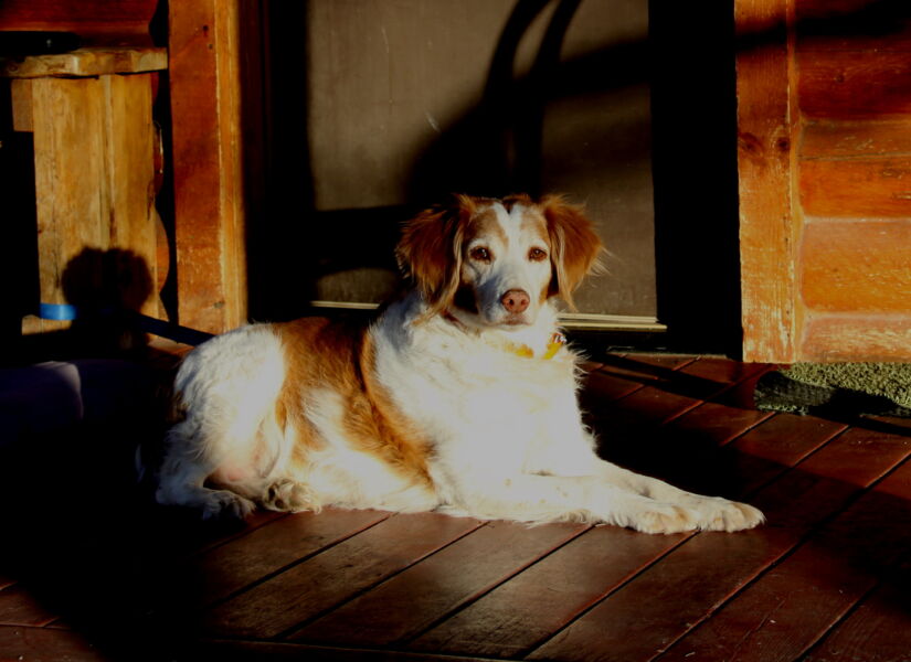 Tess