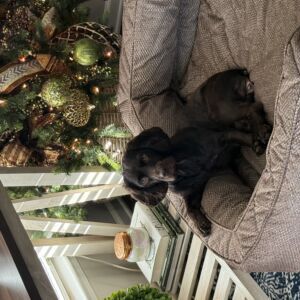 Bailey
