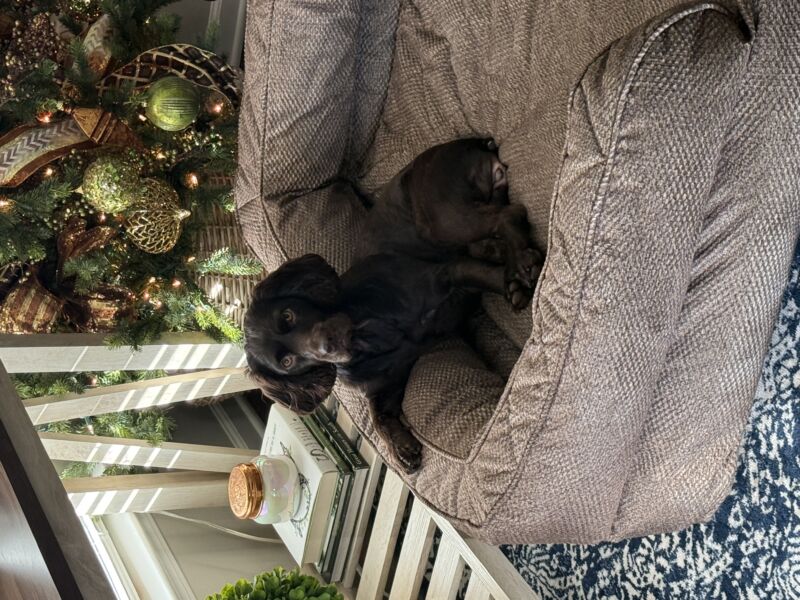 Bailey