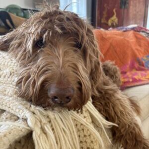 Bosun