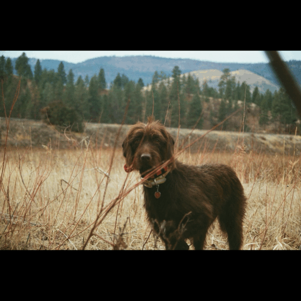 Stella