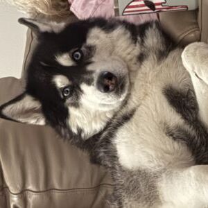 Jax