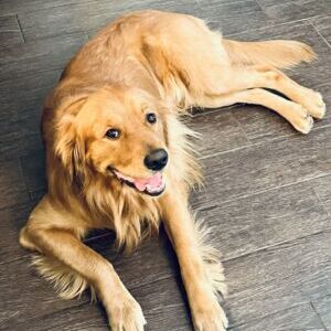 Cody