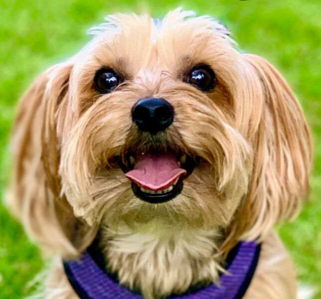Rufus