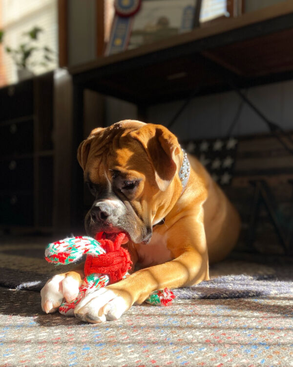 Ranger