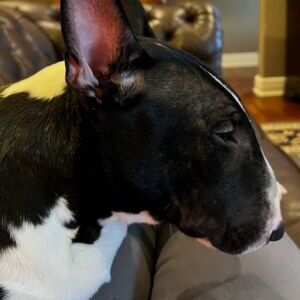 Winston