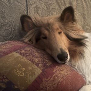 Perceval (Percy for short)