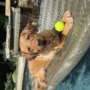 Cooper