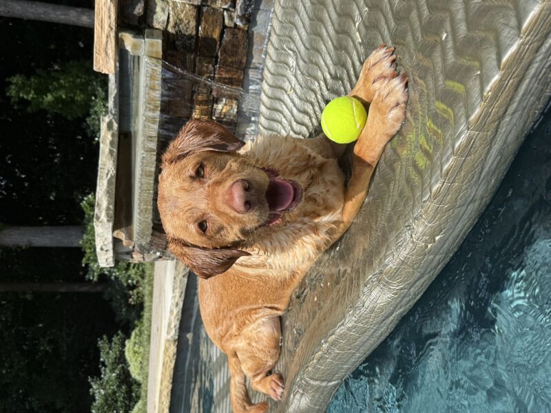 Cooper