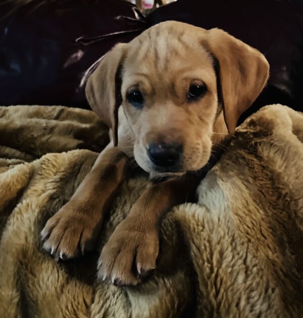 Winston