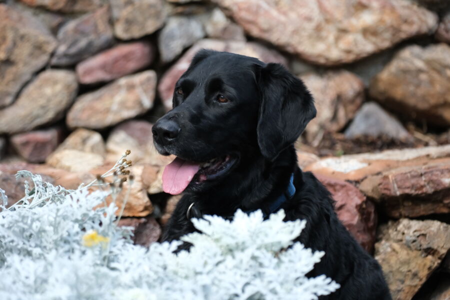 Tucker
