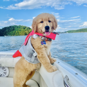 King Henry Winston
