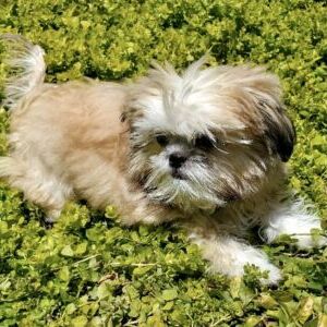 Tuffy