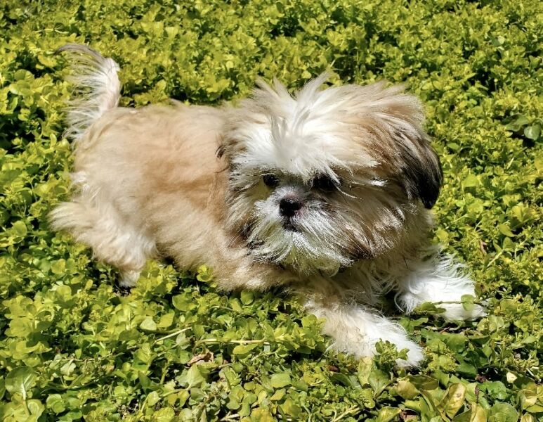 Tuffy