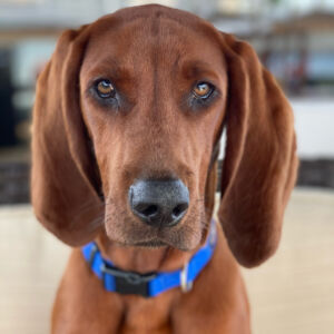 Hudson