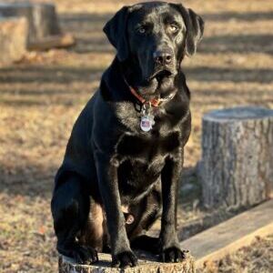 Boone