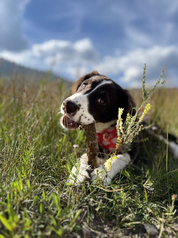 Dolly