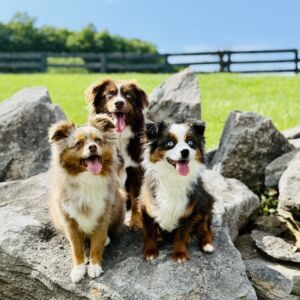 Ruby Mae, Birdie Sue and Winnie Lou