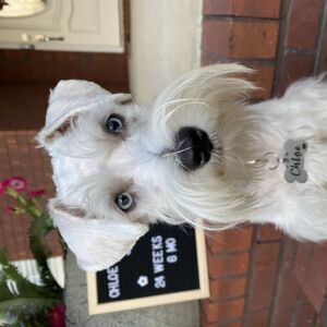 Chloe