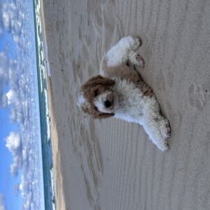 Ollie