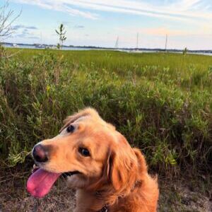 Tucker