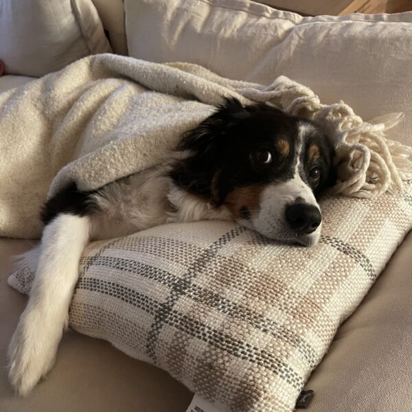 Rocky