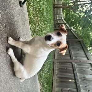 Skeeter