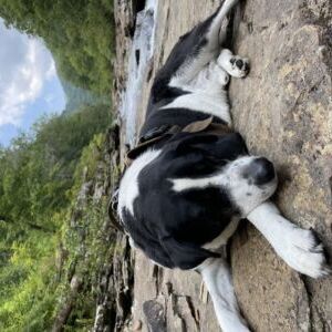 Cooper
