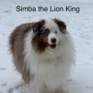 Simba