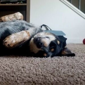 Otis