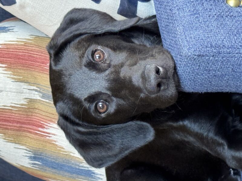 Gabby