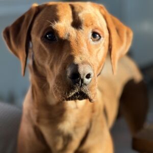 Hank